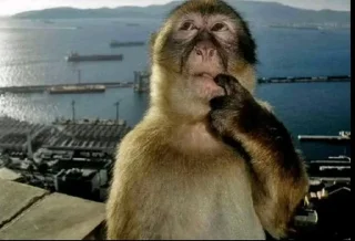 Телеграм стикер 🌟 autism :: @fStikBot