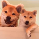 Sticker 😉 shibe
