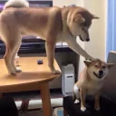 Video sticker 😄 shibe