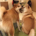 Video sticker 😣 shibe