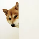 Telegram sticker 😏 shibe