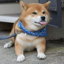 Telegram sticker 😛 shibe