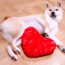 Telegram sticker ❤ shibe