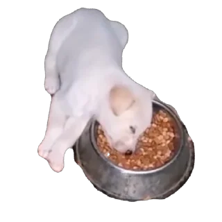 Telegram sticker 🫥 Jeff says