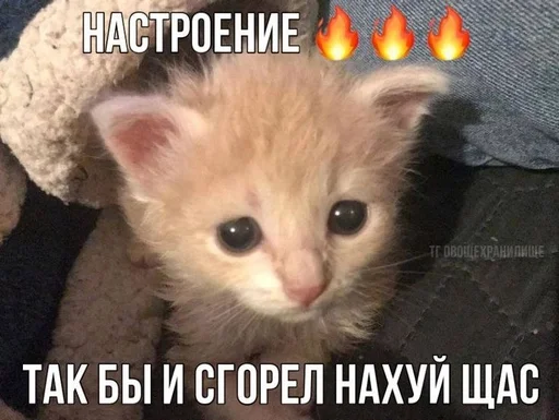 Telegram sticker 🌟 Хуита :: @fStikBot