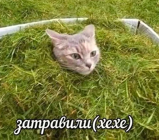 Sticker 🌟 Хуита :: @fStikBot