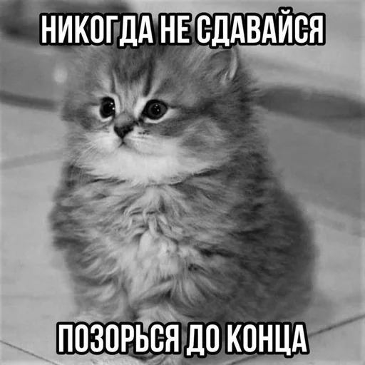Telegram sticker 🌟 Хуита :: @fStikBot