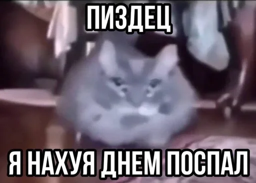 Telegram sticker 🌟 Хуита :: @fStikBot
