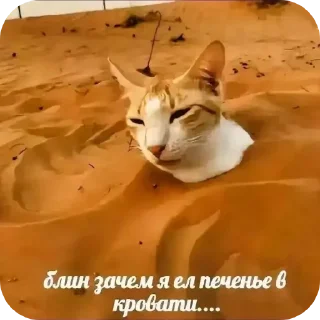 Video sticker 🐱 Шакал Ебучий, автор: @Tubaretnick