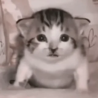 Video sticker ♟ котята @MURSTK