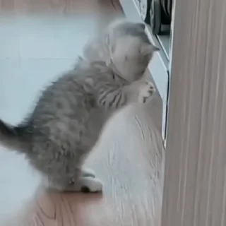 Video sticker ♟ котята @MURSTK