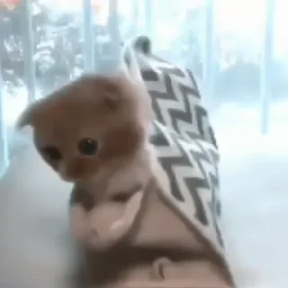 Video sticker ♟ котята @MURSTK