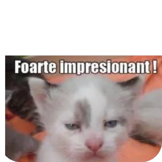 Телеграм стикер 🫥 Scârț