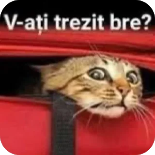 Video sticker 🫥 Scârț