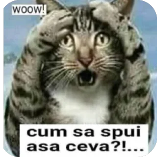 Телеграм стикер 🫥 Scârț