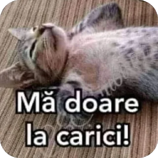 Телеграм стикер 🫥 Scârț