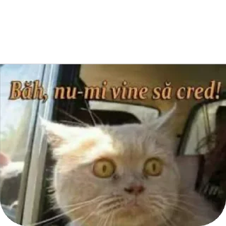 Телеграм стикер 🫥 Scârț