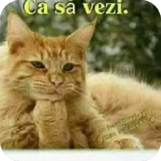 Video sticker 🫥 Scârț