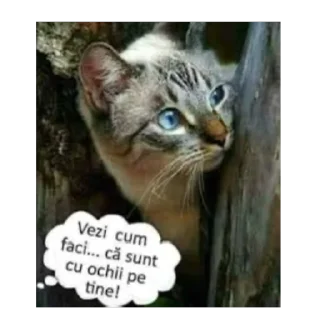 Телеграм стикер 🫥 Scârț