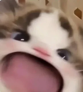 Video sticker 😩 @pishimood 🐈
