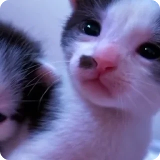 Video sticker 😧 Faves