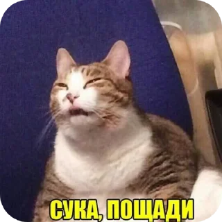 Telegram sticker 😭 // @TonyX_LMAO'S MEME STASH //