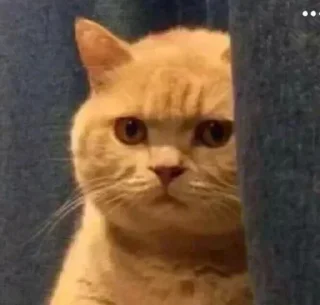 Video sticker 🙂 جوجو