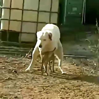 Video sticker 😂 Создай свои стикеры - @sozdsti_bot