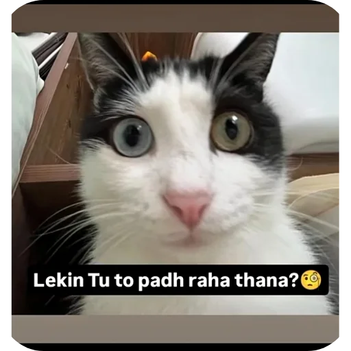 Telegram sticker 🐱 It's me