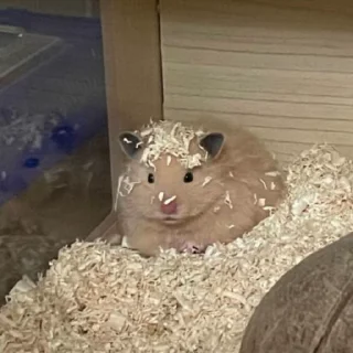 Video sticker 🐾 Animal 15 (@Spatiul)