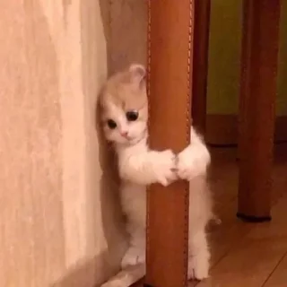 Video sticker 😢 Akimasa