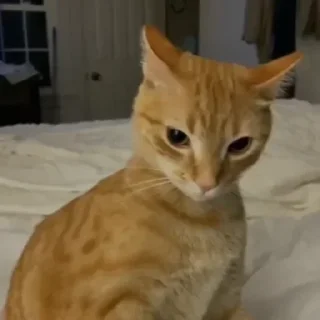Video sticker 🐈 Больше стикеров тут: @stikery_emodzi_memy