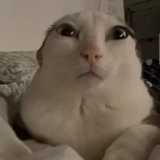 Video sticker 🐈 Больше стикеров тут: @stikery_emodzi_memy