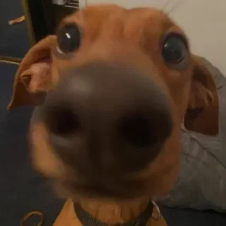 Video sticker 🐕 Больше стикеров тут: @stikery_emodzi_memy