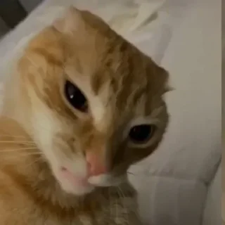 Telegram stiker 🐈 Больше стикеров тут: @stikery_emodzi_memy