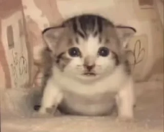 Video sticker 🐈 Котята @zatmenienochi