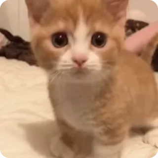 Video sticker 🐈 Котята @zatmenienochi