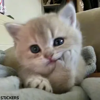 Video sticker 🥹 Animals inna_dia