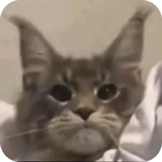 Telegram sticker ✋ Natale