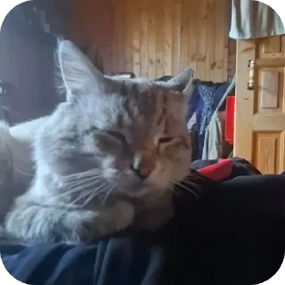 Video sticker 🐱 Эмоции зашкваливают