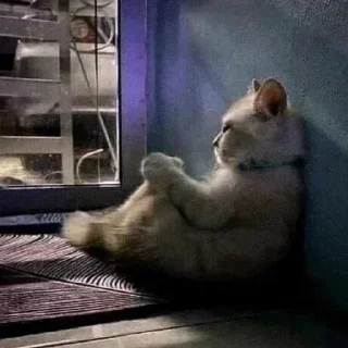 Telegram sticker 😔 Type shit