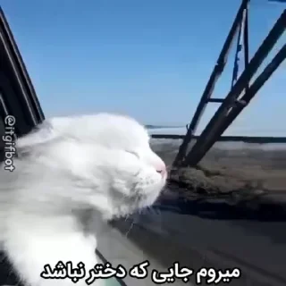 Video sticker ☕️ @slp_dokhtari | سلپ ۶