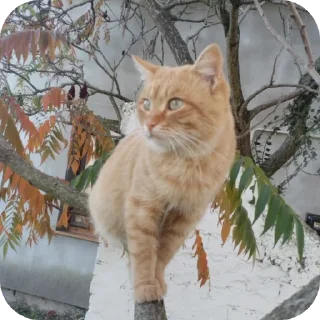 Video sticker 🐱 Больше стиков тут: @archstick