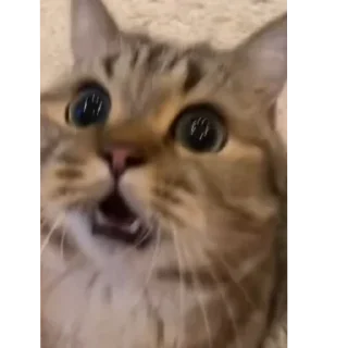 Video sticker 🐱 Больше стиков тут: @archstick
