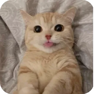 Telegram sticker 🐱 Больше стиков тут: @archstick