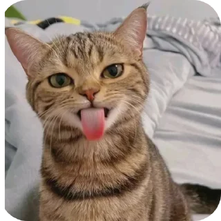 Video sticker 🐱 Больше стиков тут: @archstick