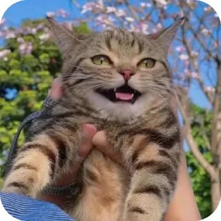 Telegram sticker 🐱 Больше стиков тут: @archstick