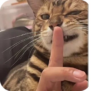 Telegram sticker 🐱 Больше стиков тут: @archstick