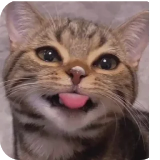 Telegram sticker 🐱 Больше стиков тут: @archstick