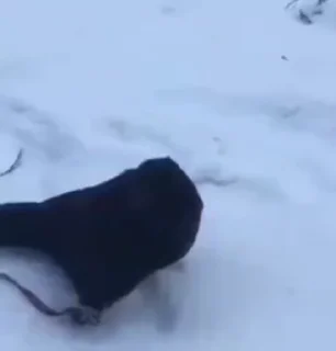 Video sticker 🌟 вароне